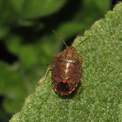 Dryadocoris apicalis