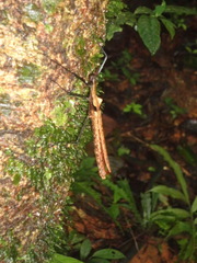 Pseudophasma phthisicum