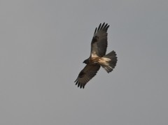 Buteo japonicus