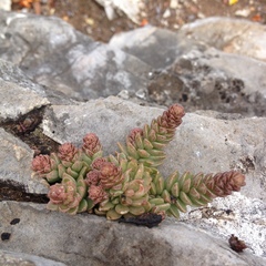 Sedum wrightii