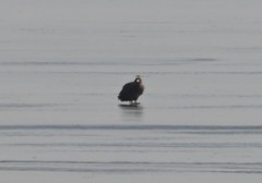 Haliaeetus albicilla