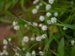Eriocaulon stellulatum