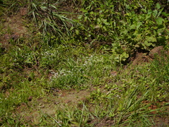 Eriocaulon stellulatum