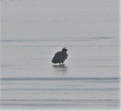 Haliaeetus albicilla