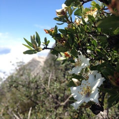 Lindleya mespiloides