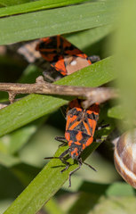 Spilostethus pandurus