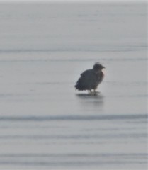 Haliaeetus albicilla