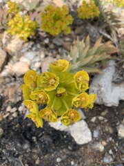 Myrsiniteae