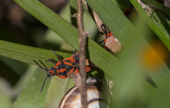 Spilostethus pandurus