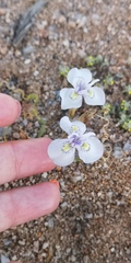 Moraea serpentina