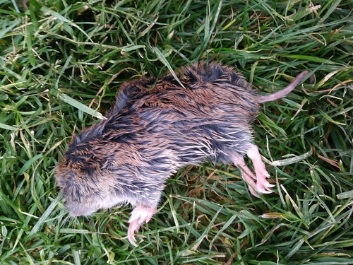 Northern Pocket Gopher