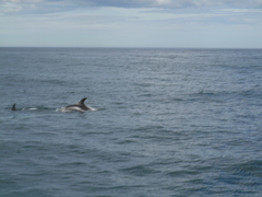 Lagenorhynchus albirostris