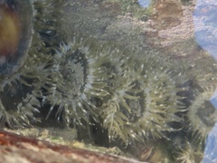 Anthopleura buddemeieri