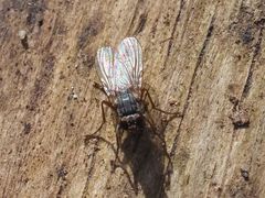 Lispocephala brachialis