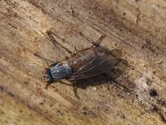 Lispocephala brachialis