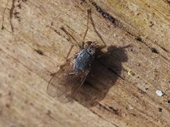 Lispocephala brachialis