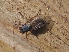 Lispocephala brachialis