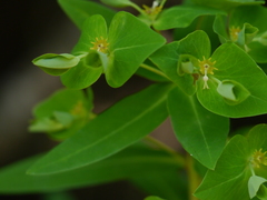 Euphorbia rothiana