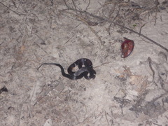 Atractus badius