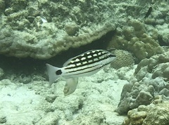 Lutjanus decussatus