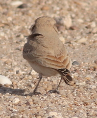 Ammomanes cinctura