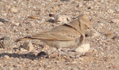 Ammomanes cinctura