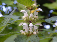 Lamium album