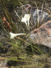 Cyrtanthus leucanthus