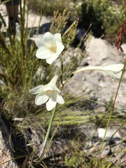 Cyrtanthus leucanthus