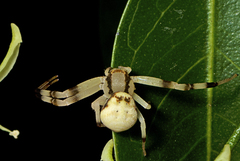 Zygometis xanthogaster