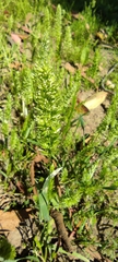 Trisetaria panicea