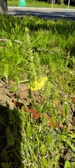 Trisetaria panicea