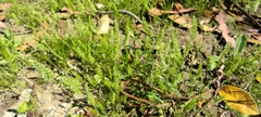 Trisetaria panicea