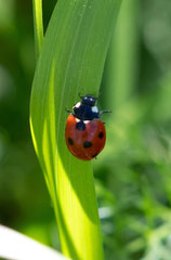 Coccinella septempunctata