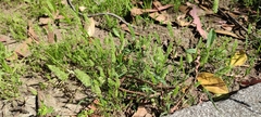 Trisetaria panicea