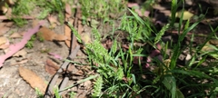Trisetaria panicea