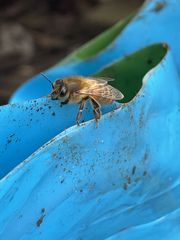 Apis mellifera