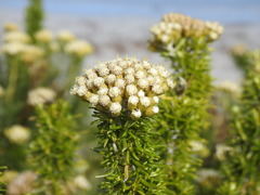 Ozothamnus turbinatus