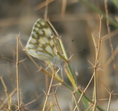 Pontia glauconome