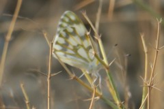 Pontia glauconome