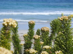 Ozothamnus turbinatus