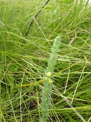 Aspalathus gerrardii