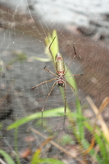 Nephila cornuta