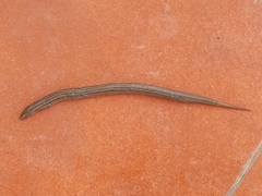Chalcides chalcides