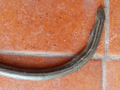 Chalcides chalcides