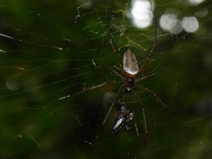 Nephila cornuta
