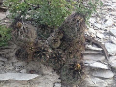 Coryphantha neglecta