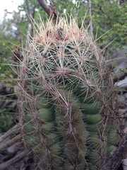 Thelocactus bicolor bicolor