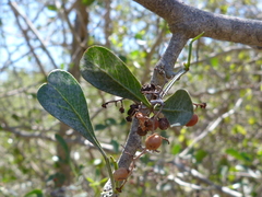 Searsia longispina