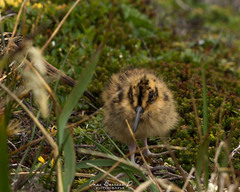 Gallinago stricklandii